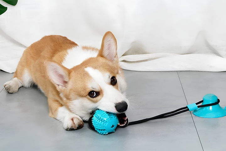 Fun Pet Toys Keep Pets Active Daily
