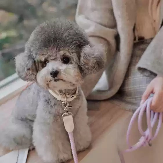 Why Your Dog Deserves the Best: The Leather Dog Collar and Leash Set