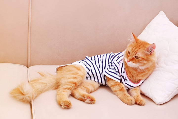 Stylish Pet Clothes For All Season Comfort