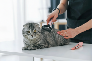 Essential Pet Grooming Tips For Every Paws