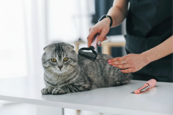 Essential Pet Grooming Tips For Every Paws